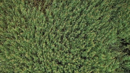 Aerial View of Green Reed Bed