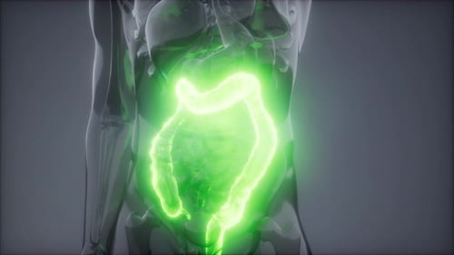 Human Colon Radiology Exam