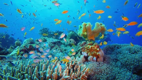 Tropical Underwater Reef Sea and A Diver