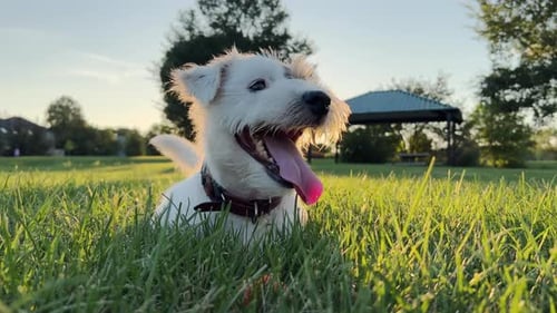 Happy Dog Panted in the Green Grass at Sunset