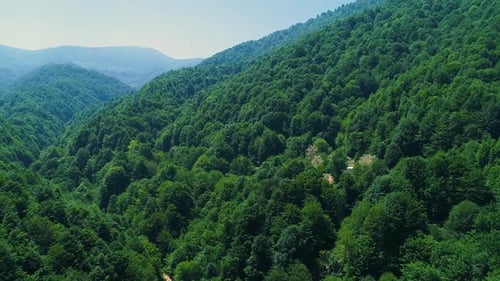 Forest with dense tree texture.