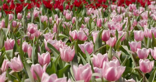 Colorful Tulip flower farm