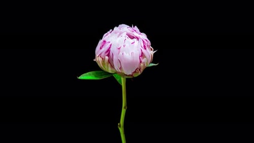 Pink Peony Flower Blooming Time-Lapse on Black Background
