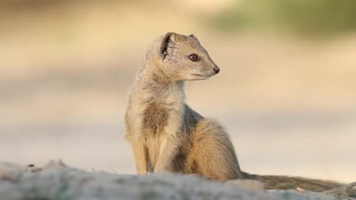 Alerta: Mangosta amarilla