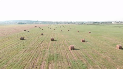 Summer field and haystacks. Round rolled hay bales on harvested green field.