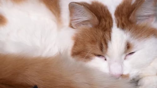 Cute Orange and White Cat Sleeping Peacefully