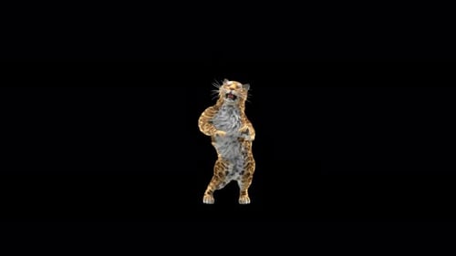 Leopard Dancing 4K
