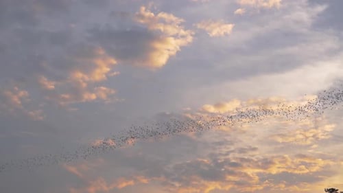 Millionen von Fledermäusen strömen bei Sonnenuntergang aus einer Höhle in Thailand, um nach Käfern zu suchen