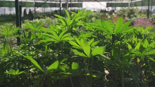 Fresh Green Plant In Garden Under Sunlight