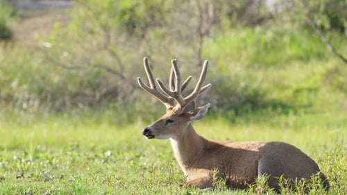 Marsh deer, blastocerus dichotomus gracefully resting on the ground by the river full of vegetations