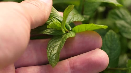 Herbe de menthe toucher la main de l'homme