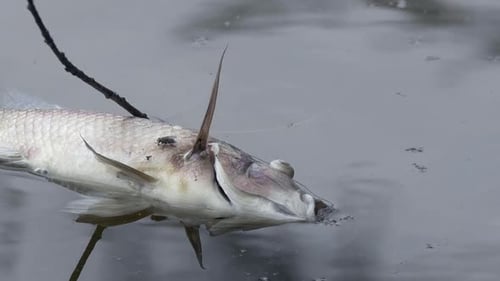 Dead Fish Decaying in Murky Pond Water