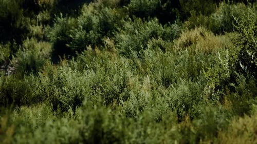 Beach Dunes with Long Grass
