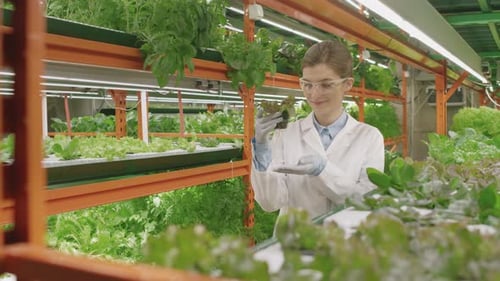 Scientist Examining Plants in a Vertical Farm