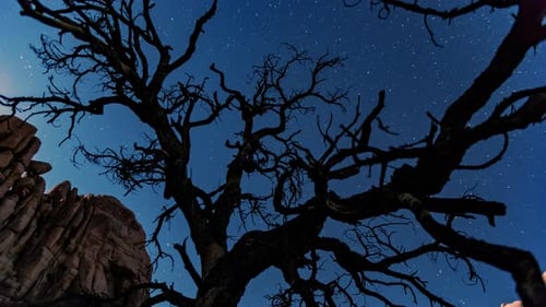 Bare tree at night