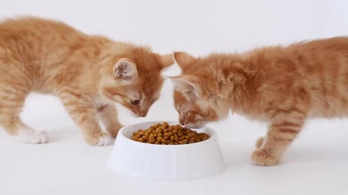 Two Ginger Kittens Eating Fresh Dry Cat Food for Small Kittens