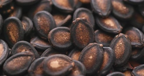 Dry watermelon seed