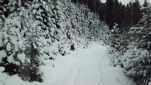 Aerial top down view of flying above asphalt road in winter forest.
