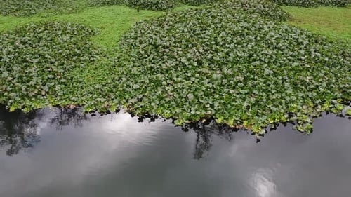 Pond River 4K 03