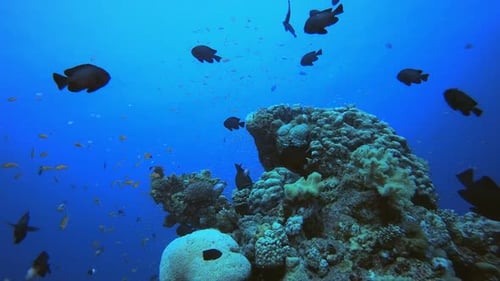 Tropical Underwater Reef Sea Fishes