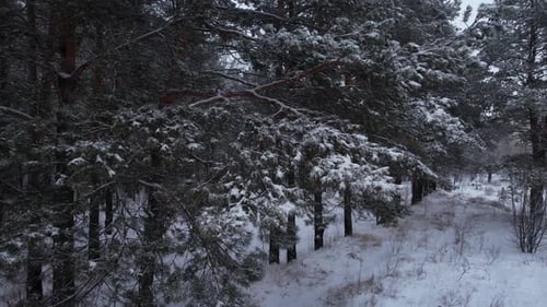 Winter Pine In The Forest