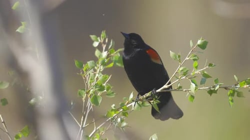 Red Winged Black Bird versucht, eine Mücken-Zeitlupe zu essen
