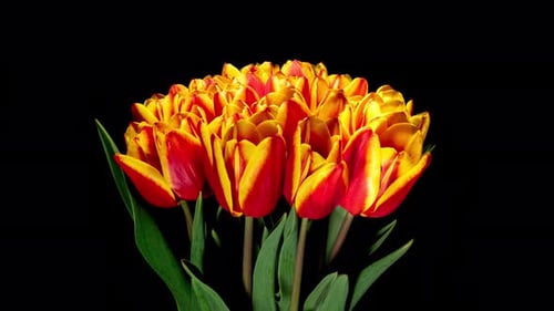 Bright Tulips Blooming in a Close Up Shot