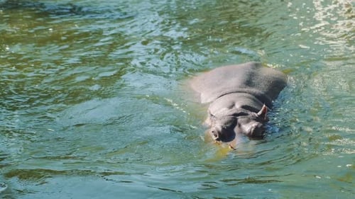 Un gran hipopótamo gris flotando en el agua