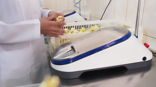 Veterinarian Who Vaccinates Young Chickens on a Farm. The Doctor's Hand Holds a Mole That Is