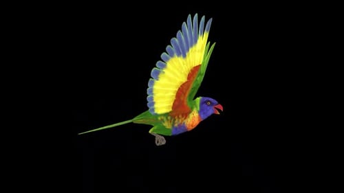 Rainbow Lorikeet - Asian Parrot - Flying Bird - Side View CU - Transparent Loop