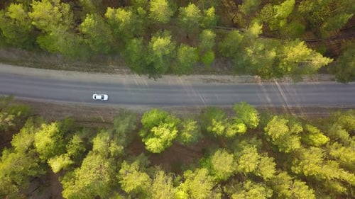 Car On a Country Forest Road