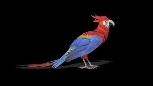Parrot Idle 1