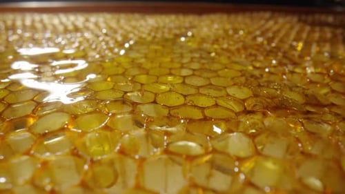 Wabenrahmen mit goldenem Bio-Honig