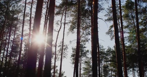 Ride Along the Pine Forest, the Sun Shines Through the Trees