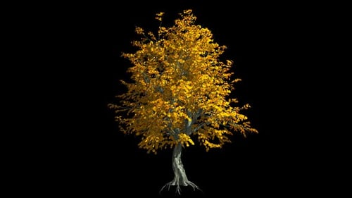 Baum mit Herbstlaub