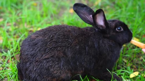 Black Rabbit Eating Carrot on Green Grass