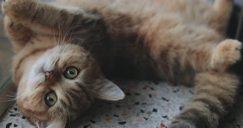 Ginger Cat Lying Down Looking at Camera