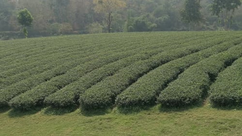 Green Tea Farm
