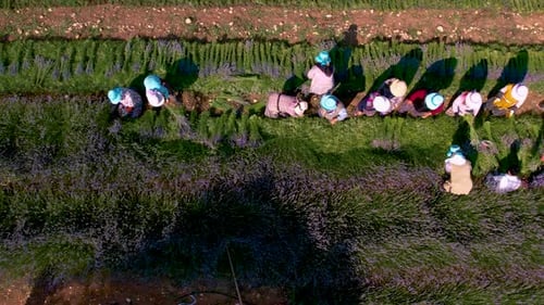 Veteran Farmers Harvest Lavender