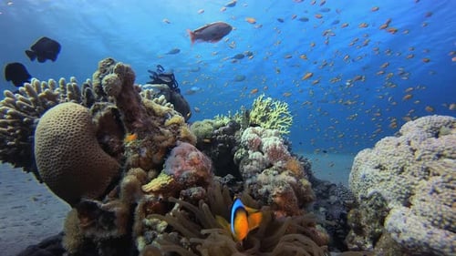 Tropical Blue Sea Clownfish