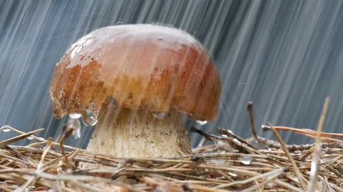 Mushroom Receives Refreshing Rain in the Forest