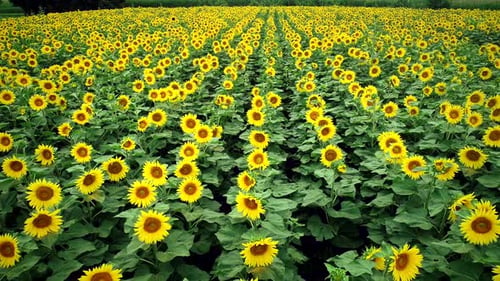 Luftaufnahme von Sonnenblumen in frischen grünen Feldern.