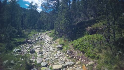 POV Point of View Walking Along Hiking Trail Path Near Pine Woods Forest