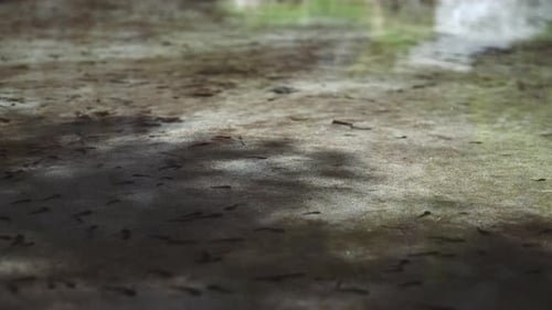 Kaulquappen schwimmen in kristallklarem Wasser