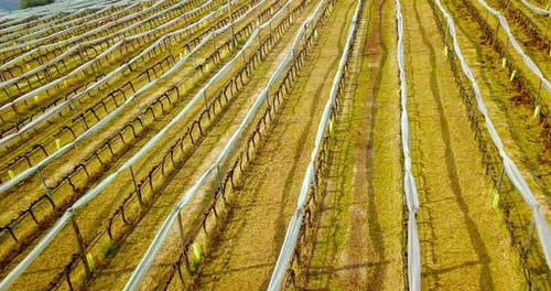 Mown Brown Grass Rows Dividing Vine Rows with Folded Nets