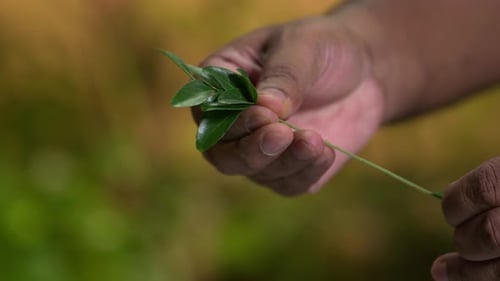 Fresh Curry Leaves Held in Hand for Cooking