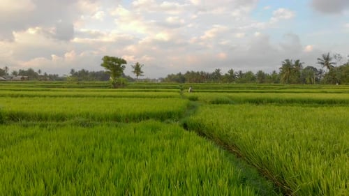 Aerial Shot of a Beautiful Rice Field During Sunset. Travel To South East Asia Concept