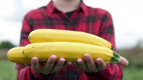The farmer holds in his hands only a fragrant yellow zucchini picked from the garden.