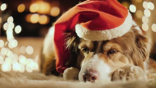 Adorable Dog Wearing Santa Hat During Christmas