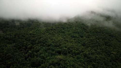 Vue aérienne de la montagne luxuriante de la forêt tropicale 19